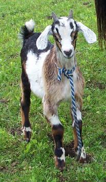 Cuzco the Goat is the tinypy mascot